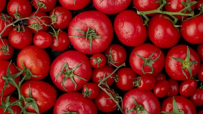 Tomatoes under scanner after paneer and ghee: Shocking chemical ripening revealed (WATCH)