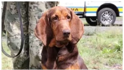 മെക്സിക്കന് മയക്കുമരുന്ന് കാർട്ടലുകളുടെ പേടി സ്വപ്നം ! റാഫേൽ കാറോ ക്വിന്റേറോയുടെ അറസ്റ്റിന്റെ ഹീറോയാണിവന്