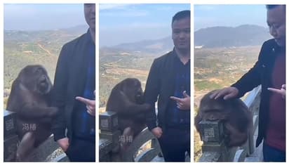 വേണ്ട, ഞാന് കൂട്ടില്ല; സഞ്ചാരിയെ ഭയപ്പെടുത്തുന്നതിൽ പരാജയപ്പെട്ട കുരങ്ങന്റെ നിരാശ ഏറ്റെടുത്ത് സോഷ്യല് മീഡിയ