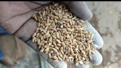 ತುಮಕೂರು : ಬಿಸಿಯೂಟದಲ್ಲಿ ಹುಳು ಪತ್ತೆ: ಆತಂಕದಲ್ಲಿ ವಿದ್ಯಾರ್ಥಿಗಳು