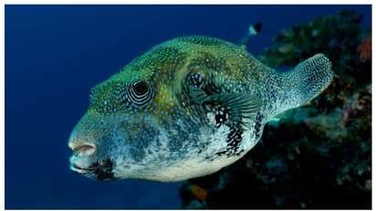 സുഹൃത്ത് നല്കിയ പഫര് ഫിഷ് കറിവച്ച് കഴിച്ചു; 46 കാരന് ദാരുണാന്ത്യം !