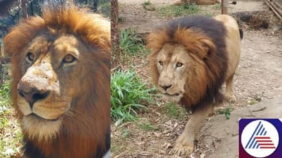 Karnataka: 13-year-old Lion Sarvesha succumbs to Haemoprotozoa disease at Shimoga Tiger Reserve
