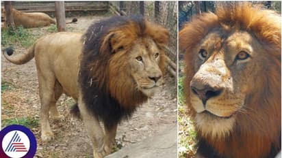 ಶಿವಮೊಗ್ಗ ಸಫಾರಿ ಕಿಂಗ್ ಸರ್ವೇಶ್ ಇನ್ನಿಲ್ಲ: ಹಿಮೋ ಫ್ರೋಟೋಜೋನ್ ಕಾಯಿಲೆಗೆ ಬಲಿ