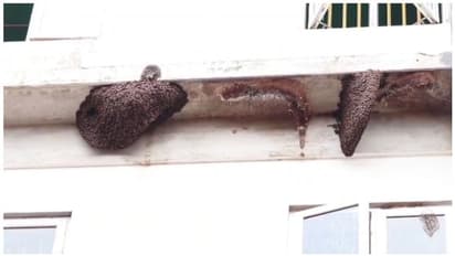 തേനീച്ചയുടെ കുത്തേറ്റ് 6 പേർക്ക് പരിക്ക്, ആശുപത്രിയിൽ