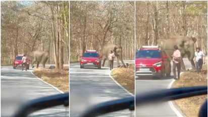 യാത്രക്കാര്‍ക്ക് നേരെ പാഞ്ഞടുത്ത് കാട്ടാന; രക്ഷപ്പെട്ടത് തലനാരിഴയ്ക്ക്, വീഡിയോ പുറത്ത്