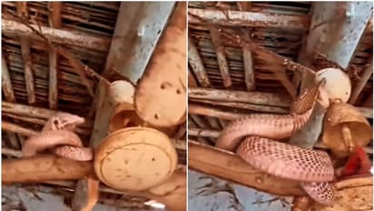 സീലിംഗ് ഫാനില്‍ ചുറ്റിപ്പിണഞ്ഞ് രാജവെമ്പാല; വീഡിയോ