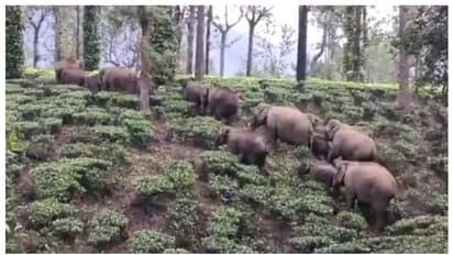 'വരിവരിയായി നിരനിരയായ്'; വേനൽ കനക്കുമ്പോൾ നീലഗിരി വഴി കേരളത്തിലേക്ക് കടക്കുന്ന ആനക്കൂട്ടത്തിന്റെ വൈറൽ വീഡിയോ