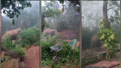 വയനാട്ടിൽ വീണ്ടും ജനവാസ മേഖലയിൽ കാട്ടാന; കഴുത്തിൽ റേഡിയോ കോളർ, ആന മാനന്തവാടി നഗരത്തിലേക്ക്, ജാ​ഗ്രതാ നിർദേശം