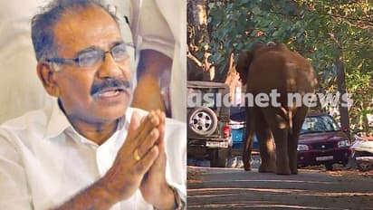  'ആവശ്യമെങ്കിൽ മയക്കുവെടി, കർണാടകയുടെ സഹായം തേടും'; മന്ത്രി എകെ ശശീന്ദ്രൻ