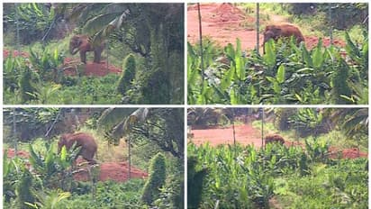 'വിക്രമും സൂര്യയും' എത്തി; മാനന്തവാടിയിൽ ആനയെത്തിയിട്ട് 8 മണിക്കൂർ, മയക്കുവെടി വെക്കും, ഒരുക്കങ്ങൾ സജ്ജം