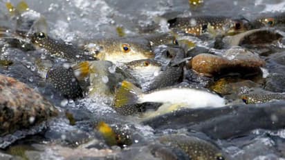 സയനൈഡിനേക്കാൾ 1200 മടങ്ങ് വിഷം, ഭക്ഷണ മേശയിലെത്തുമ്പോൾ വൻ വില, അറിയാം ഈ കുഞ്ഞൻ ഭീകരനെ...