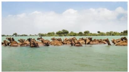 കടല്‍ കടക്കും ഒട്ടകം; മരുഭൂമിയില്‍ മാത്രമല്ല, കടലും താണ്ടും കച്ചിലെ ഖരായി ഒട്ടകങ്ങള്‍ !