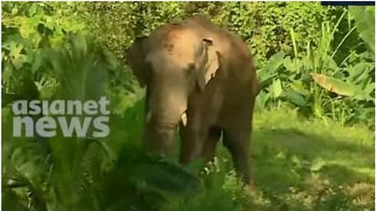 'മിഷന് തണ്ണീര്'; കാട്ടാന സമീപത്തെ കുന്നില്ചരുവിലേക്ക് മാറി, മയക്കുവെടി വയ്ക്കുന്നതില് അനിശ്ചിതത്വം