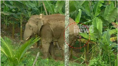 കൊമ്പന് മയക്കുവെടി; മാനന്തവാടിയില് ഭീതി പരത്തിയ ആനയെ മയക്കുവെടിവച്ചു, അനങ്ങാൻ കഴിയാതെ നിലയുറപ്പിച്ച് കാട്ടാന