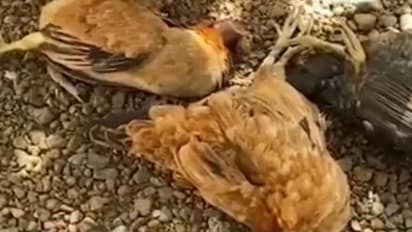 പലയിടത്തായി കോഴികൾ ചത്തുകിടക്കുന്നു, 'ആറ് സെന്റിൽ എങ്ങനെ പൂട്ടിയിട്ട് വളര്ത്തും?' വിഷം നൽകിയെന്ന് പരാതി!