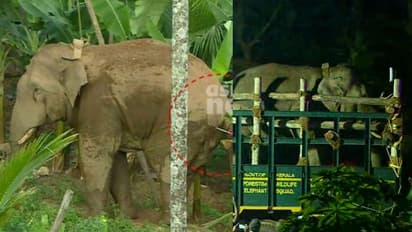 തണ്ണീർക്കൊമ്പന് സംഭവിച്ചതെന്ത്? വിശദീകരണവും വിലയിരുത്തലുകളുമായി കേരള-കർണാടക വനംവകുപ്പുകൾ