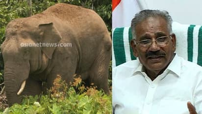 'തണ്ണീർ കൊമ്പൻ ചരിഞ്ഞ വാർത്ത നടുക്കമുണ്ടാക്കി, 5 അംഗ ഉന്നത സമിതി അന്വേഷിക്കും' എകെ ശശീന്ദ്രൻ