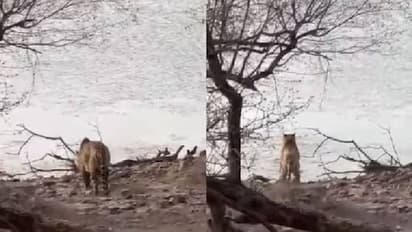 കാട്ടിലെത്തിയവരെ കാത്തിരുന്നത് അപ്രതീക്ഷിതമായ കാഴ്ച, അമ്പരന്ന് നിൽക്കുംമുമ്പ് എല്ലാം കഴിഞ്ഞു