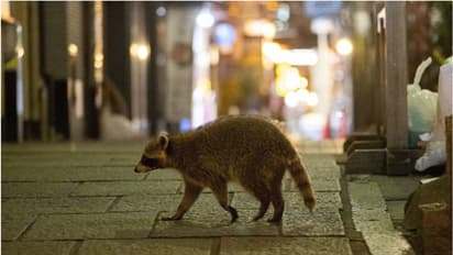 കൊടുംതണുപ്പിൽ ലിഫ്റ്റിലും സബ് വേയിലും കുടുങ്ങി ജനം, വെള്ളംകുടിയടക്കം മുട്ടിച്ചത് ഇത്തിരിക്കുഞ്ഞൻ, അമ്പരപ്പ്...