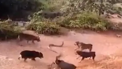 അഞ്ച് നായ്ക്കളും ഒരു രാജവെമ്പാലയും; ഇഞ്ചോടിഞ്ച് പോരാട്ടം, ആര് ജയിക്കും; വൈറൽ വീഡിയോ