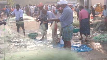 കടല് കനിഞ്ഞു, ആവോളം മത്തി വലയിൽ കയറി, വറുതിവിട്ട് പെട്ടി കയറിയ മത്തി വേണ്ടുവോളം; പുന്നപ്രയിൽ ഇനി വേവോളം!