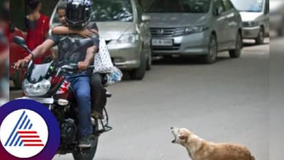 ಯಮರೂಪಿಯಾಗಿ ಬೈಕ್ಗೆ ಅಡ್ಡಬಂದ ನಾಯಿ; ನಿಯಂತ್ರಣ ತಪ್ಪಿ ಬೈಕ್ ಸವಾರ ಸಾವು!