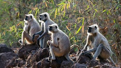 കുരങ്ങന്മാർ ഇങ്ങനെ പെരുമാറുന്നത് കണ്ടാൽ അപ്പോൾ തന്നെ സ്ഥലം വിടുക, മുന്നറിയിപ്പുമായി വിദ​ഗ്‍ദ്ധർ