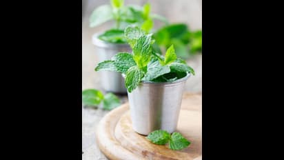 ప్రతిరోజూ పుదీనా ఆకులను ఎందుకు తినాలి..?