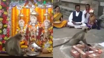 రాముడి కోసం వస్తున్న హనుమంతుడు.. విగ్రహం పాదాలను తాకి వెళ్తున్న కోతి.. వీడియోలు వైరల్