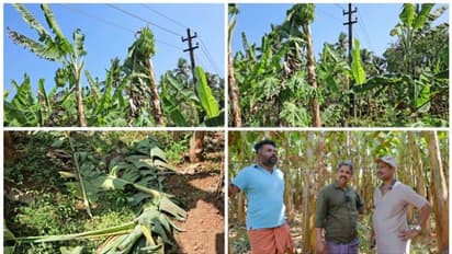 ദേ പിന്നേം, കെഎസ്ഇബി വാഴ വെട്ടി! ലൈനിൽ മുട്ടിയെന്ന് പറഞ്ഞ്, വെട്ടിയത് കുലച്ച നേന്ത്രവാഴകൾ!