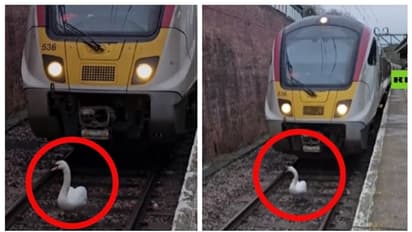 'പോകാന് വരട്ടെ...'; ട്രാക്കില് രാജാവിന്റെ പക്ഷി, ലണ്ടനില് ട്രയിന് നിര്ത്തിയിട്ടത് 15 മിനിറ്റ് !