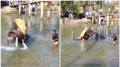 പഴവും വേണ്ട! ഒന്ന് ഇങ്ങോട്ട് കയറ്, സ്നേഹിച്ചിട്ടും ശകാരിച്ചിട്ടും കുളി നിർത്തിയില്ല; അനമക്കൽ മോഹനന്റെ കുറുമ്പ്