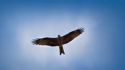 BSF seizes trained falcon with GPS along Indo-Pak border in Jaisalmer; training costs estimated at Rs 15 lakh