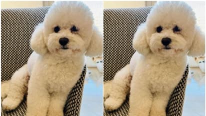 22 ലക്ഷം സ്വന്തം പോക്കറ്റിലാക്കാം, ചെയ്യേണ്ടത് ചെറിയൊരു പണി മാത്രം! ദാ ഇതിനെ ഒന്ന് കണ്ടെത്തി കൊടുക്കണം