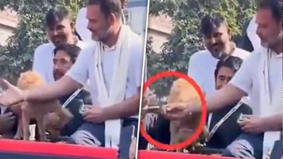 Rahul Gandhi gave dog biscuits to workers? Assam CM Himanta Biswa Sarma reacts (WATCH)