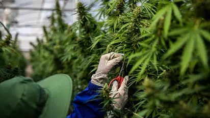 No more cannabis in Bangkok? Thai government says it will ban recreational use of marijuana soon