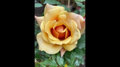 பெண்களே!! தலையில் பூ வை வைக்குறதுக்கு பின்னால 'இப்படி' 1 நன்மை இருக்குனு தெரியுமா?