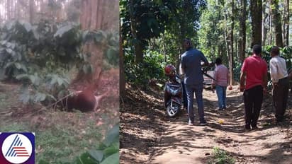 Karnataka: Two pregnant cows allegedly shot dead by culprits; FIR filed at Hassan