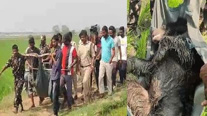 రెస్క్యూ టీంను ముప్పు తిప్పలు పెట్టిన ఎలుగుబంటి.. 8 గంటల ఆపరేషన్ ఎలా సాగిందంటే ? 