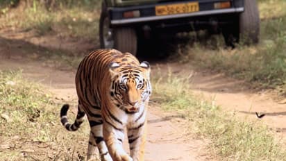 300 ഏക്കർ, തുടക്കത്തിൽ 18 കടുവകള്; കേരളത്തിലെ ആദ്യ ടൈഗര് സഫാരി പാർക്ക് കോഴിക്കോട്, ടിക്കറ്റ് നിരക്ക് ഇങ്ങനെ!