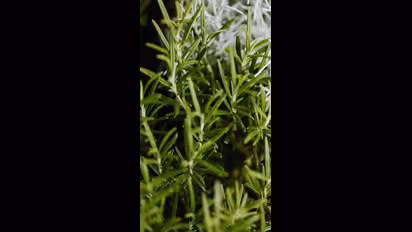 മുടി തഴച്ച് വളരാൻ റോസ് മേരി ; ഇങ്ങനെ ഉപയോ​ഗിക്കൂ