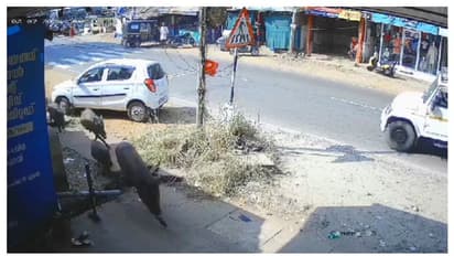 മലപ്പുറത്ത് കാട്ടുപന്നികൾ കടകളിലേക്ക് കൂട്ടത്തോടെ പാഞ്ഞു കയറി; ഇറങ്ങിയോടി ജീവനക്കാർ, വെടിവെച്ച് കൊന്നു