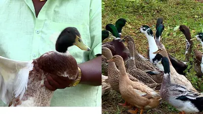 താറാവ് കര്‍ഷകരെ വഞ്ചിച്ച്  സർക്കാർ, പക്ഷിപ്പനിയെതുടര്‍ന്ന് കൊന്നൊടുക്കി ഒന്നര വർഷമായിട്ടും നഷ്ടപരിഹാരമില്ല 