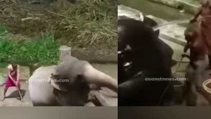 കുളിപ്പിക്കുന്നതിന് കിടക്കാൻ കൂട്ടാക്കിയില്ല, 'കൃഷ്ണക്കും കേശവൻ കുട്ടിക്കും' ക്രൂരമർദനം, ആനക്കോട്ടയിലെ ദൃശ്യം