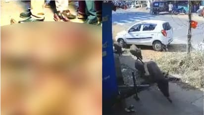 കാട്ടുപന്നിക്കൂട്ടം കടകളിലേക്ക് പാഞ്ഞുകയറി, 2 മണിക്കൂറോളം മുൾമുനയിൽ, ഒടുവിൽ 10 എണ്ണത്തിനെ വെടിവെച്ച് കൊന്നു