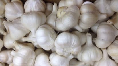 വില കുത്തനെ മുകളിലേക്ക്; ചാക്ക് കണക്കിന് വെളുത്തുള്ളി മോഷണം പോകുന്നെന്ന പരാതിയുമായി കര്‍ഷകര്‍ !