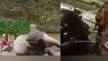 ആനകള്‍ക്ക് ക്രൂരമര്‍ദനം; വനം വകുപ്പ് കേസെടുത്തു, കര്‍ശന നടപടിയെന്ന് മന്ത്രി, പാപ്പാന്മാരുടെ ലൈസൻസ് റദ്ദാക്കും