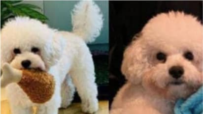 ആ കാത്തിരിപ്പ് വിഫലമായി; 22 ലക്ഷം പാരിതോഷികം പ്രഖ്യാപിച്ചു, പക്ഷേ കണ്ടെത്തിയത് നായക്കുട്ടിയുടെ മൃതദേഹം