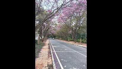 ಬೆಂಗಳೂರಿಗೆ ಕಿರೀಟ ತೊಡಿಸಿದಂತಿದೆ ಅರಳಿ ನಿಂತ ಪಿಂಕ್ ಹೂವುಗಳು, ಕಾಲಿಟ್ಟಲೆಲ್ಲ ಆನಂದದ ಹೆಜ್ಜೆ