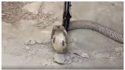 അധ്യാപകന്റെ കിടപ്പുമുറിയില് നിന്നും പിടികൂടിയത് ഒന്നും രണ്ടുമല്ല, അഞ്ച് മൂര്ഖന് പാമ്പുകളെ !